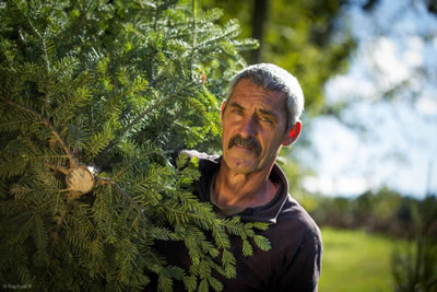 Tous nos sapins