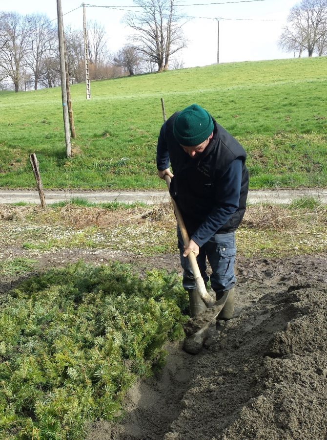 Plantation de futurs sapins Bio