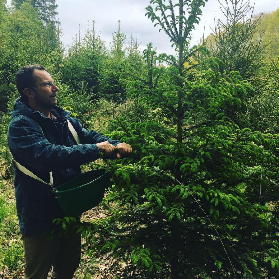 Les bourgeons de sapins sont désormais disponibles !