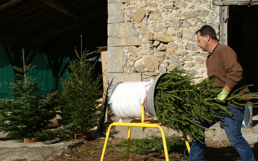 Livraison de sapin - sapin à domicile livraison express - achat sapin sur internet