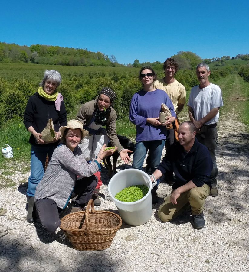 liqueur de bourgeons de sapin