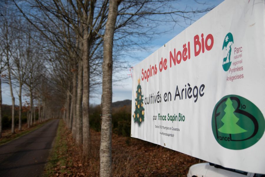 Nouvelle plateforme de redistribution des sapins dans le Béarn près d'Oloron Sainte Marie !