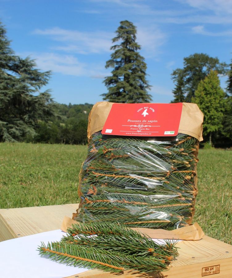 En septembre, les pousses de sapins font également leur rentrée !