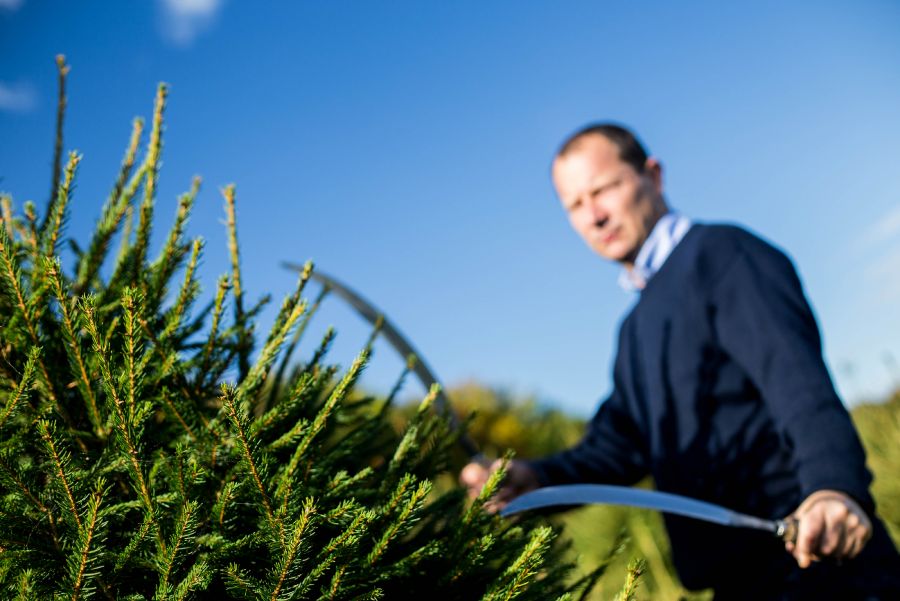 La taille des Sapin de Noël Bio