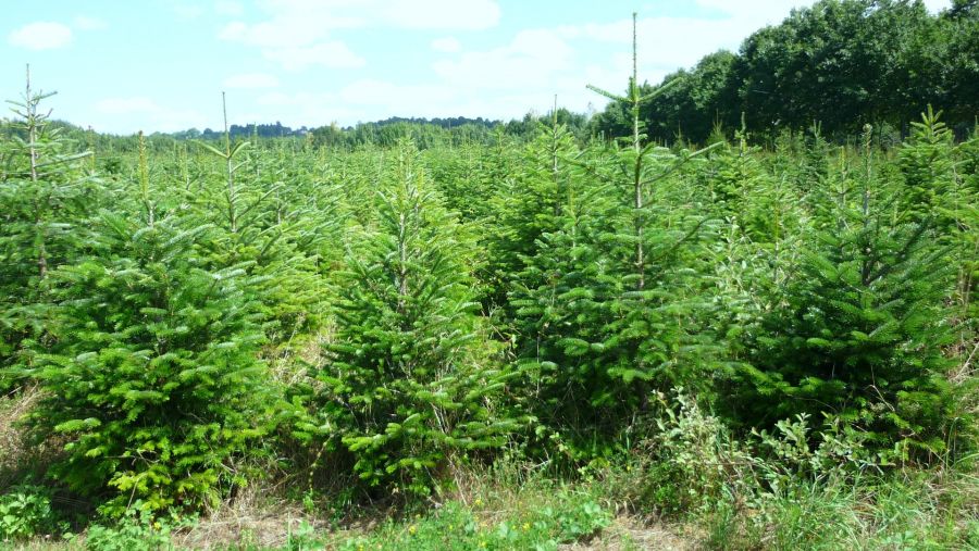 Les sapins bio made in Ariège