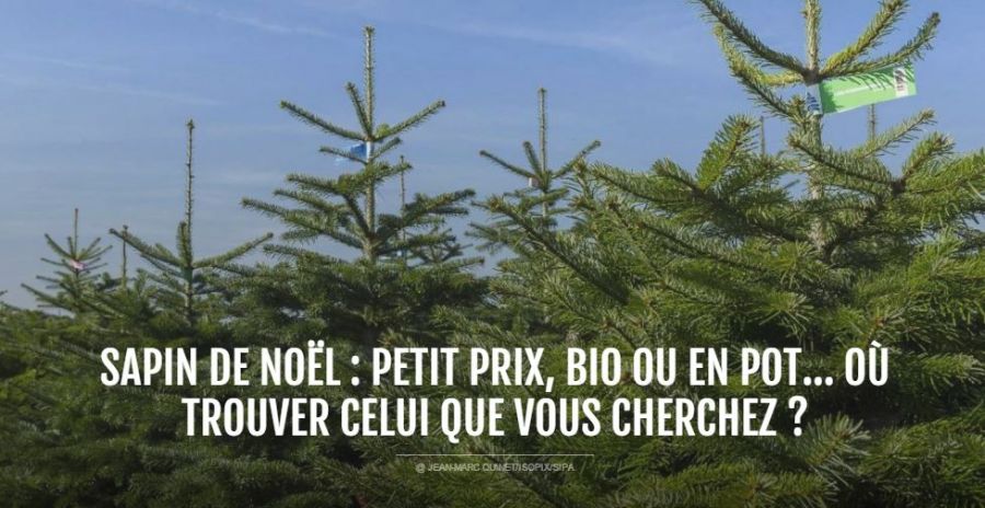 Le sapin bio : cultivé en Ariège sans aucun produit chimique