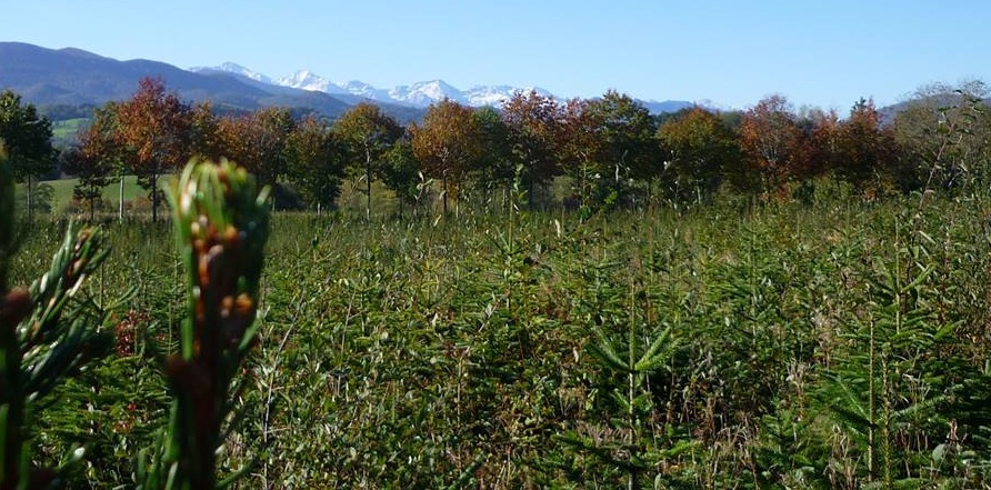 La magie de noël se cultive en Ariège