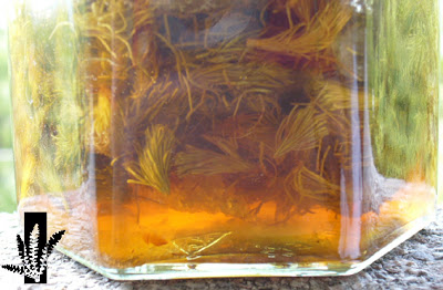 Sirop de sapin bio