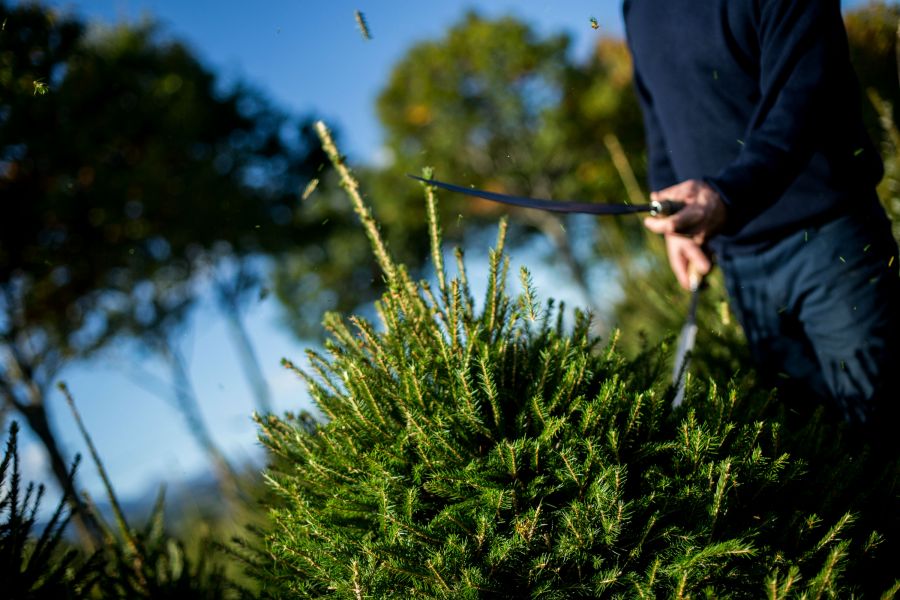 Taille au sabre des sapins de Noël : Art taupiaire par France Sapin Bio