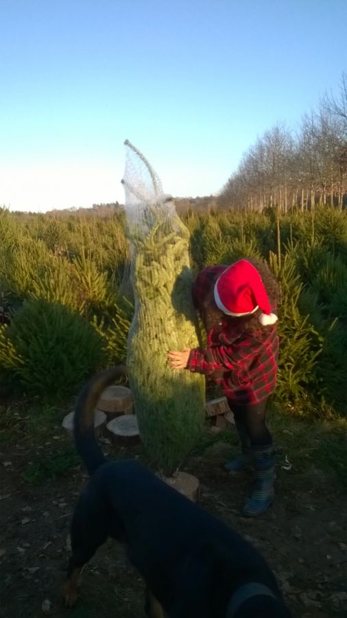 Le sapin de Noël bio n'est pas un fantasme