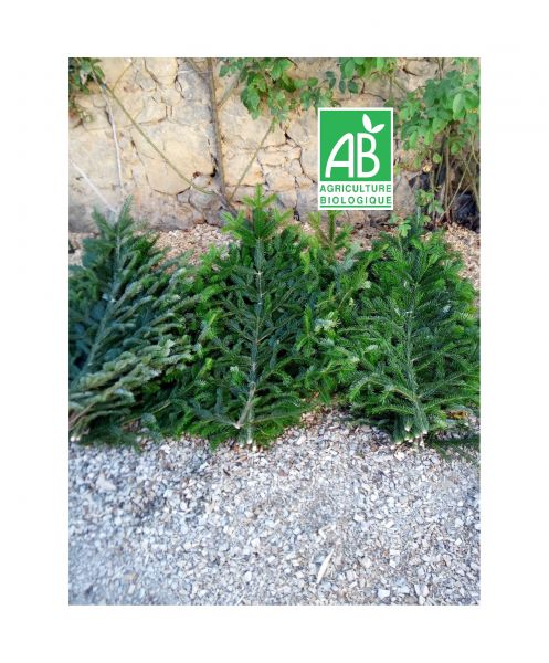 10  Branches Nordmann Bio Premium - image 0