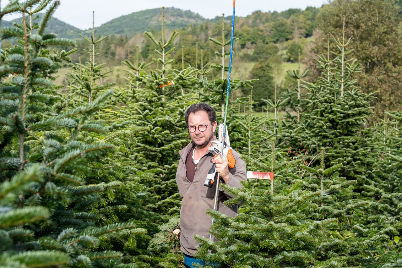 Sapin de Noël Nordmann Bio coupé  1m-1m25 / Support OFFERT - image 1