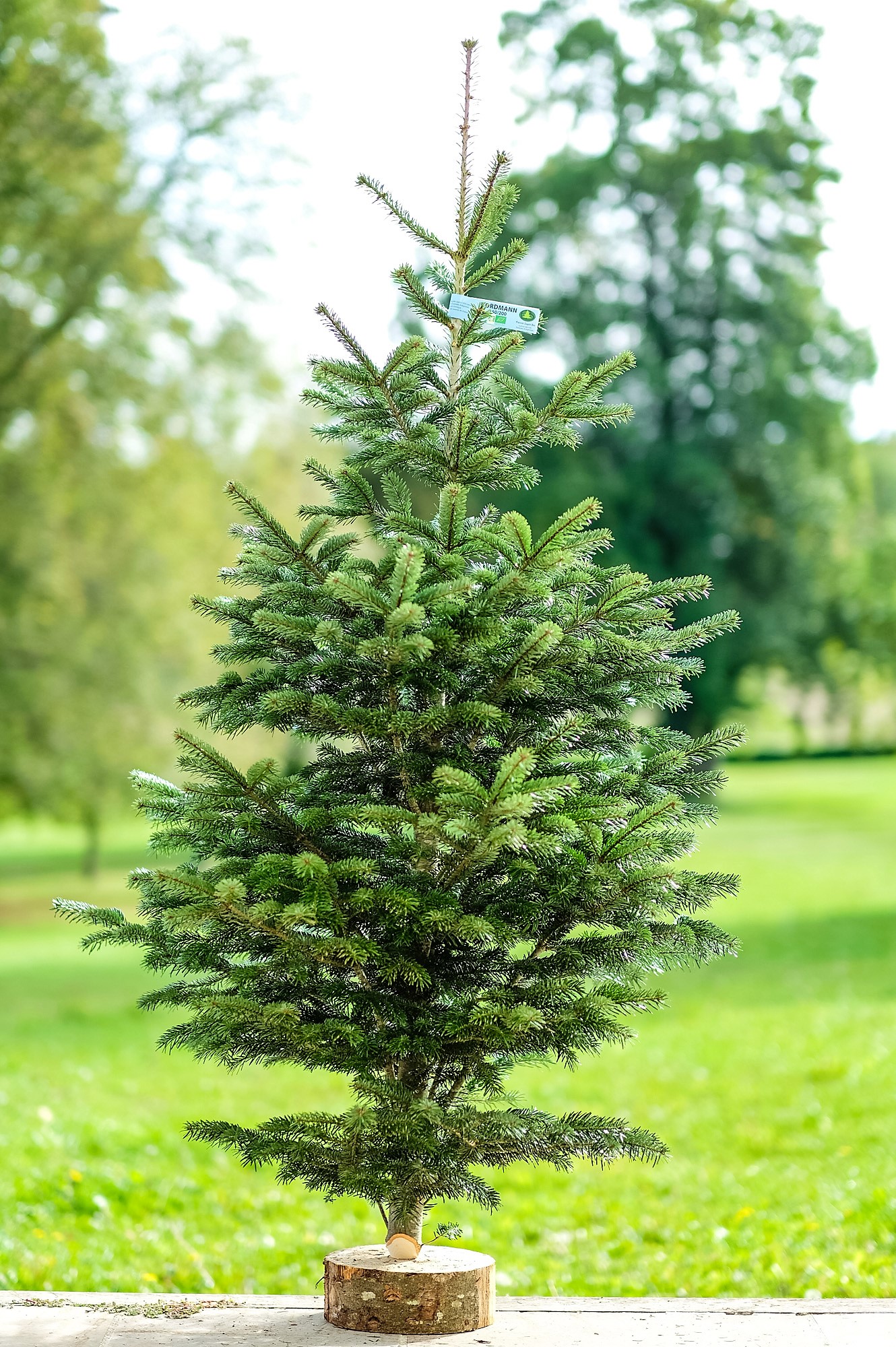 Sapin de Noël Nordmann Bio coupé 1m50-1m70 / Support OFFERT - image 0