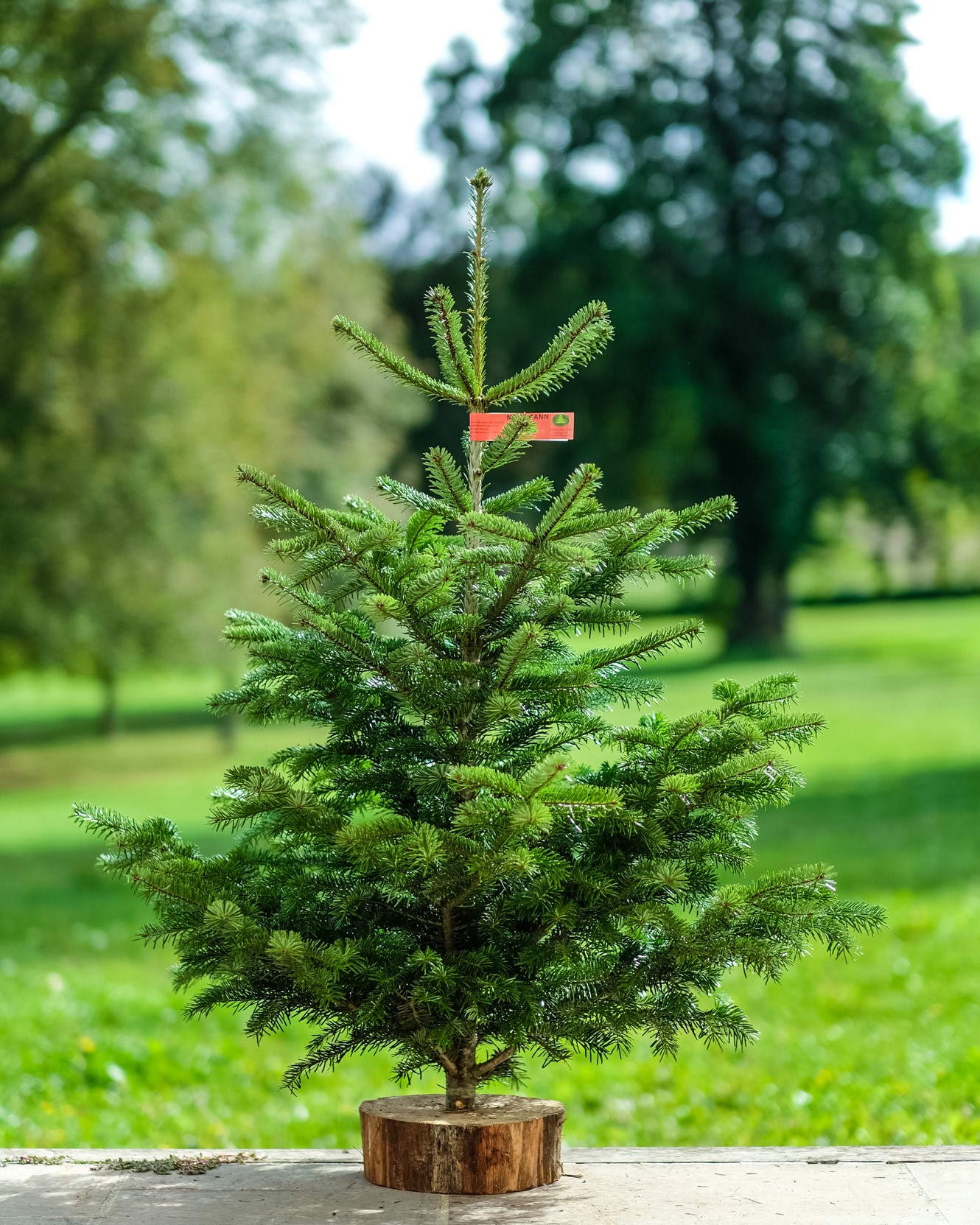 Sapin de Noël Nordmann Bio coupé  1m-1m25 / Support OFFERT