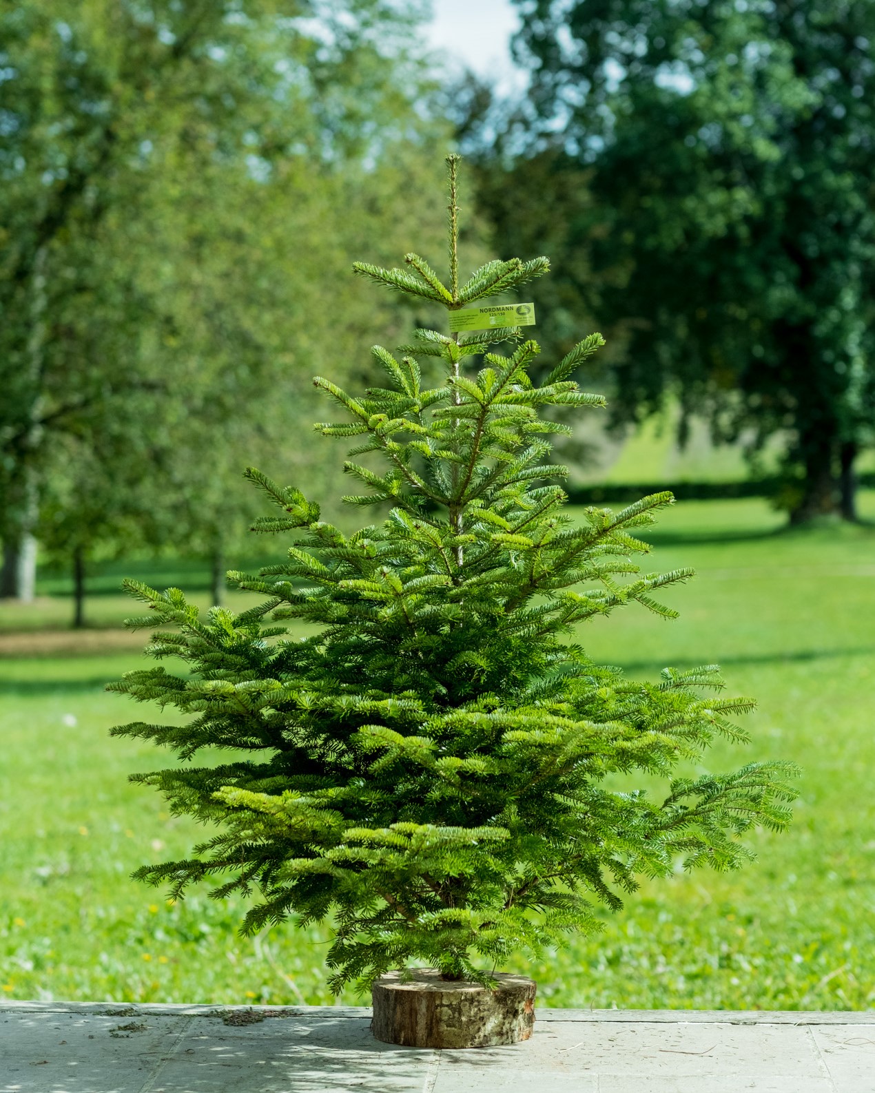 Sapin de Noël Nordmann  Bio coupé 1m25-1m50 / Support OFFERT - image 0