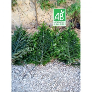 10  Branches Nordmann