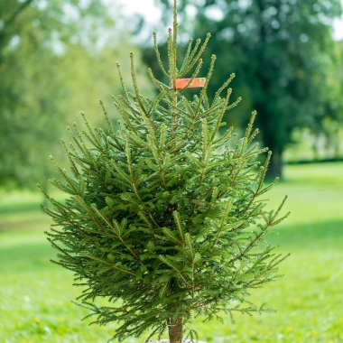 Sapin épicéa rouge