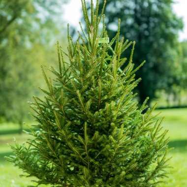 Sapin épicéa vert