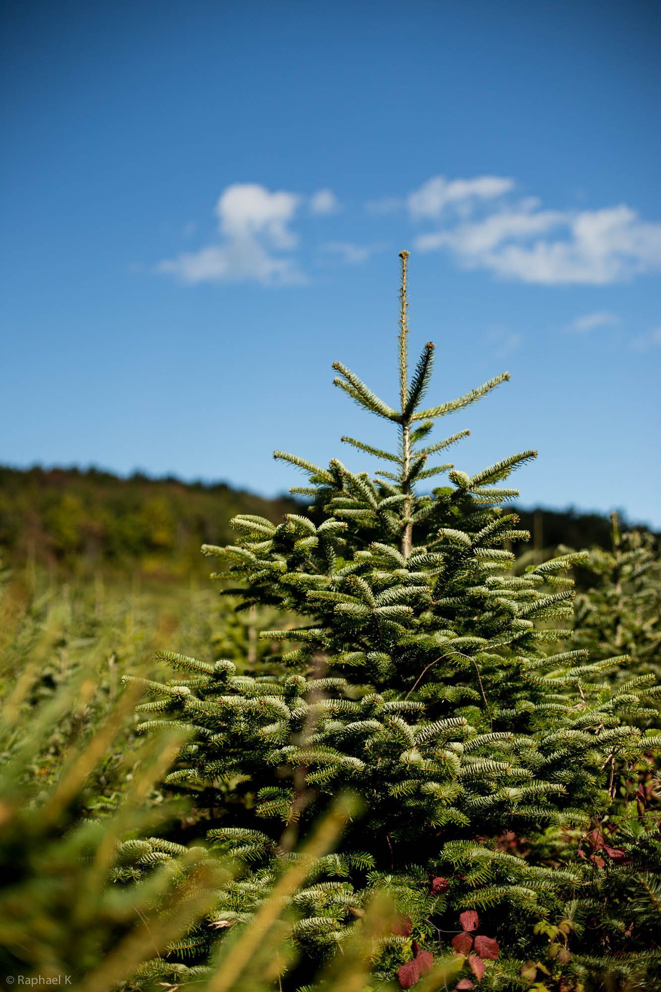 Sapin Bio VS Conventionnel