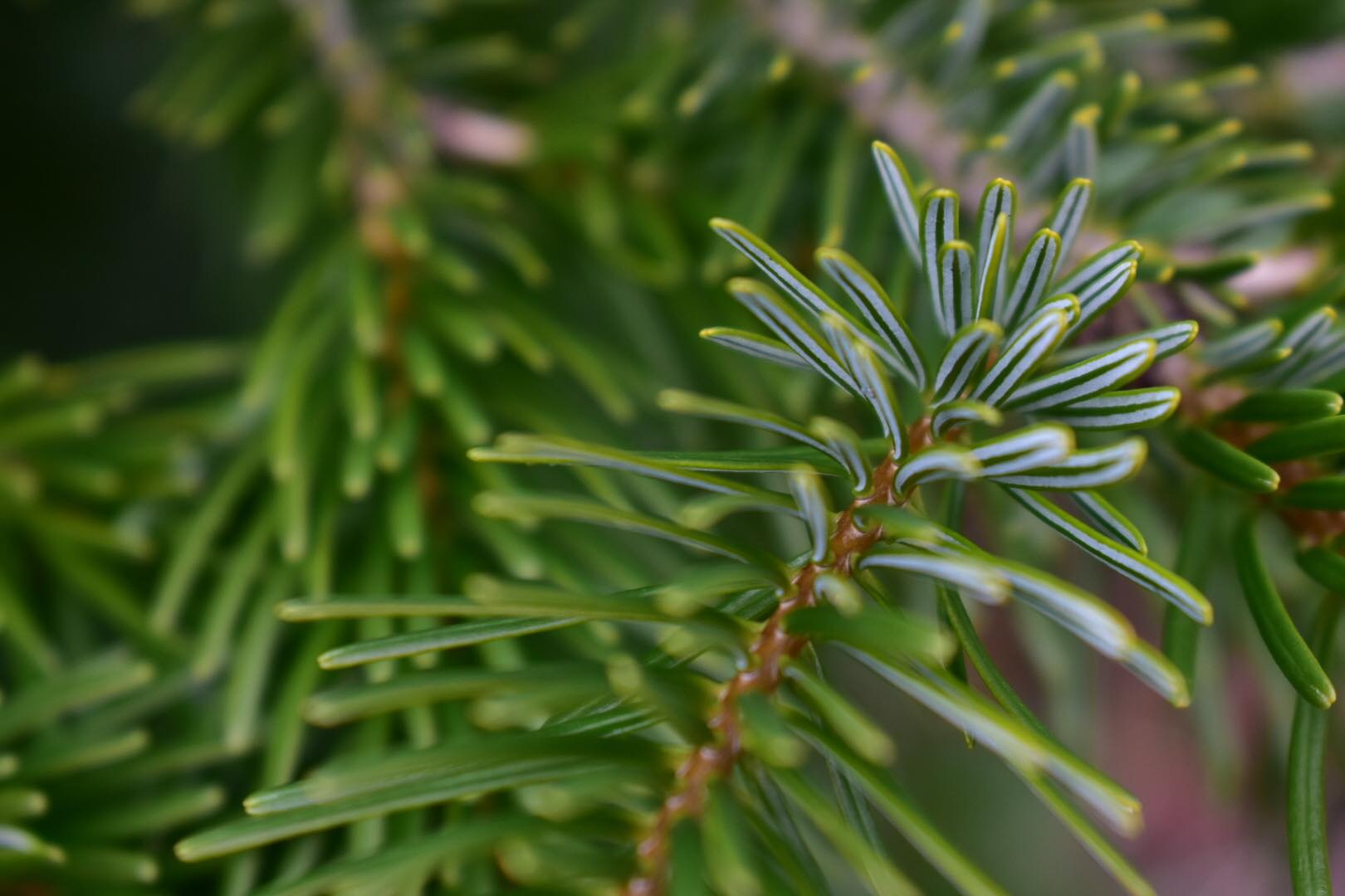 Histoire et origine | du sapin de Noël