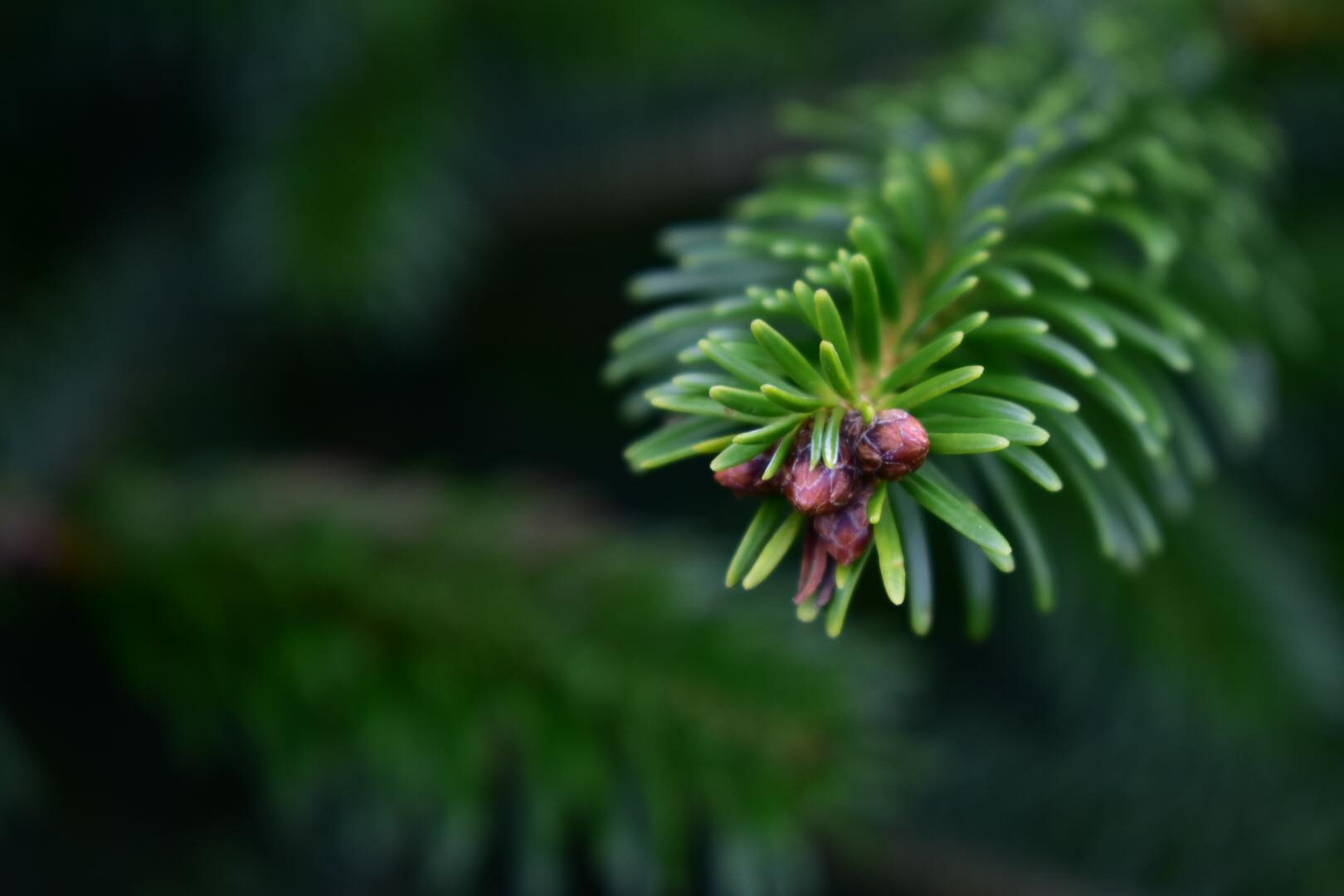 Sapin Naturel VS Artificiel